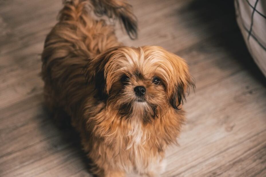 Las 10 razas de perros que viven más tiempo