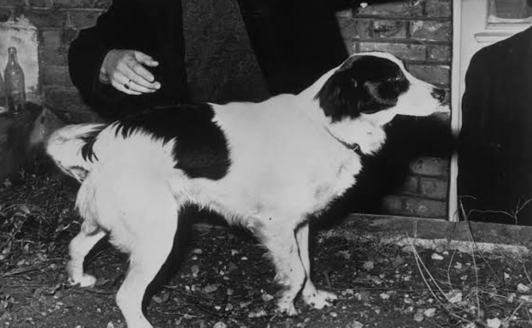 El perro 'Pickles' que encontró la Copa del Mundo Foto: Especiales