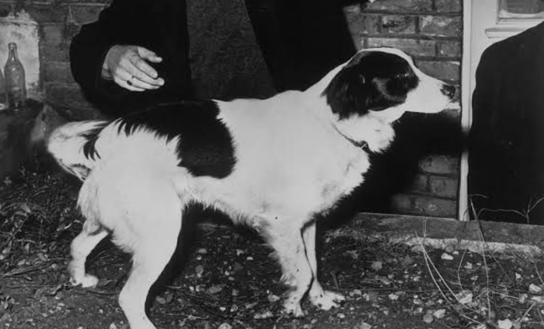 El perro 'Pickles' que encontró la Copa del Mundo Foto: Especiales