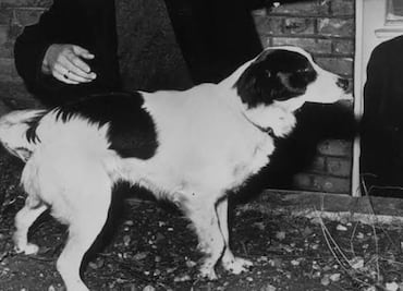 Inglaterra 1966: La vez que la Copa del Mundo fue robada y después encontrada por un perro
