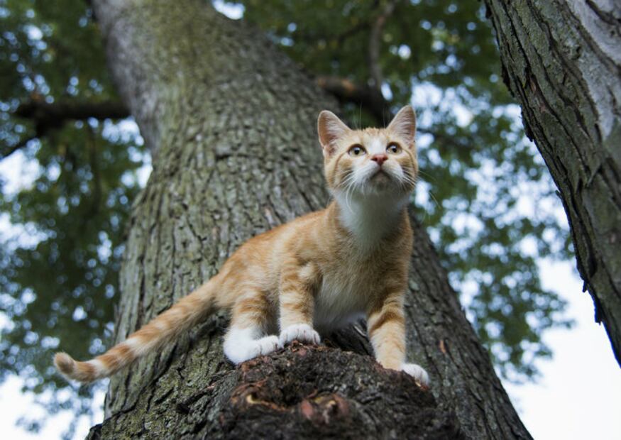 Gatos: 10 inesperados datos sobre las patitas de tu minino