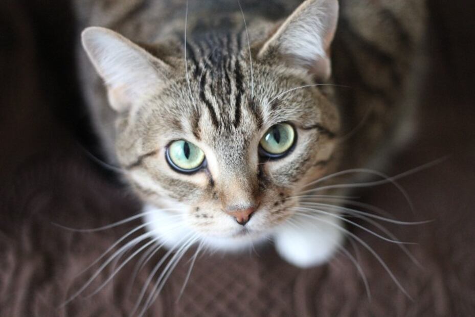 5 cosas que los gatos odian de las personas