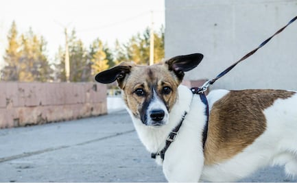 10 pretextos que usan los dueños de perros para ser irresponsables