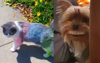 10 mascotas que han hecho las mejores travesuras en cuarentena