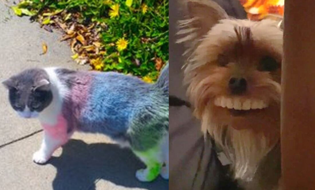 Foto: Twitter @Subvetnuc/@TKDano