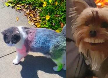 10 mascotas que han hecho las mejores travesuras en cuarentena