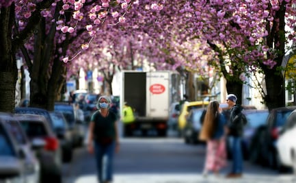 “La calle de los cerezos”: Fotos de la calle más bonita del mundo