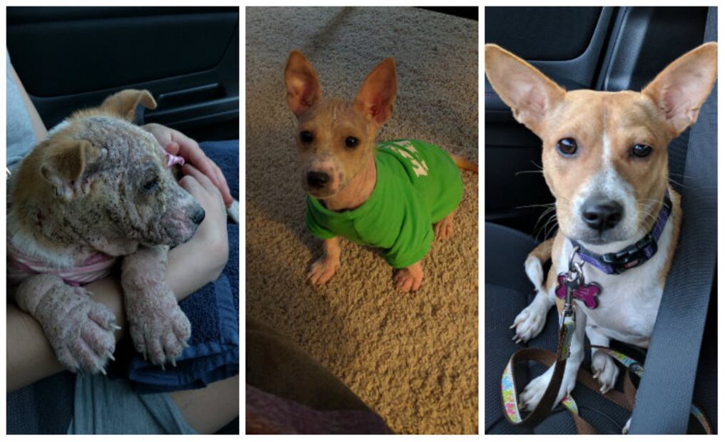 10 historias extremas de perros adoptados que sólo querían amor