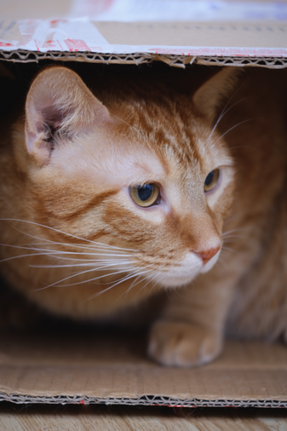 ¿Por qué los gatos aman las cajas de cartón?