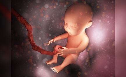 China crea útero artificial capaz de gestar embriones humanos