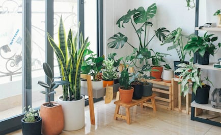 8 plantas que absorben el calor de tu casa