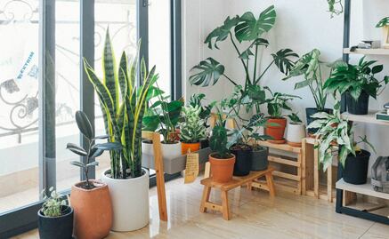 8 plantas que absorben el calor de tu casa