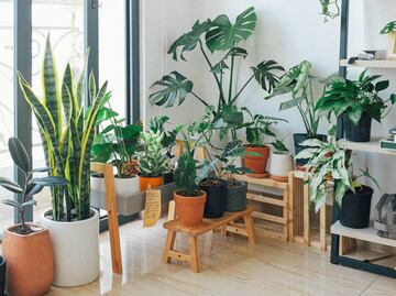 8 plantas que absorben el calor de tu casa