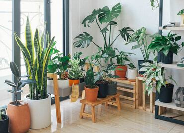 8 plantas que absorben el calor de tu casa