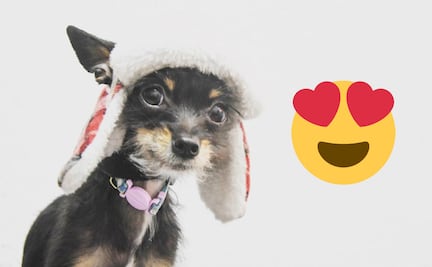 Curiosidades de las 3 razas de perro 100% mexicanas