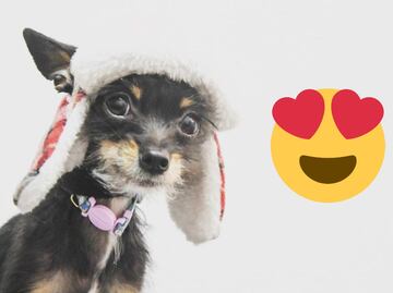 Curiosidades de las 3 razas de perro 100% mexicanas