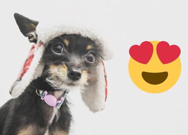 Curiosidades de las 3 razas de perro 100% mexicanas