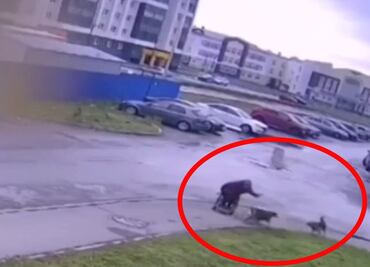 Video: Hombre en silla de ruedas defiende a su perrito de un ataque