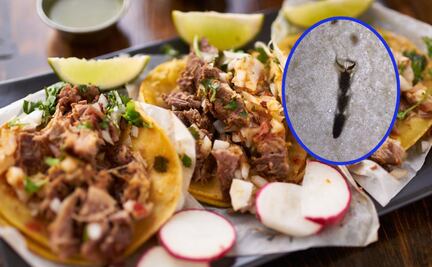 Microscopio revela los “ingredientes secretos” de los tacos callejeros