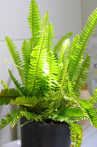 8 plantas que absorben el calor de tu casa