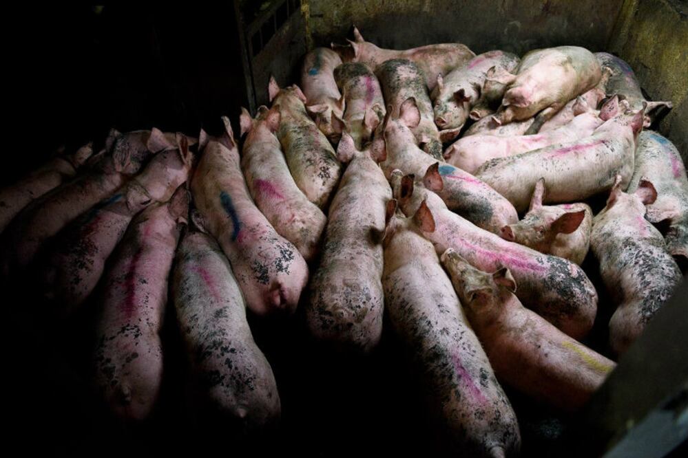 Foto: Aitor Garmendia / Tras Los Muros