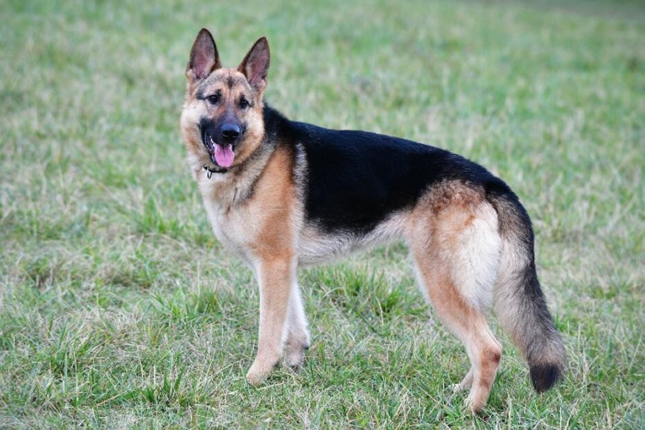 Estas son las razas de perros más populares en cada país del mundo