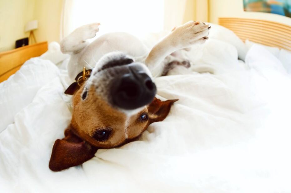 10 maneras en las que tu perro te despierta todos los días