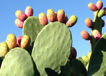 Descubre los beneficios y simbolismos del místico Nopal