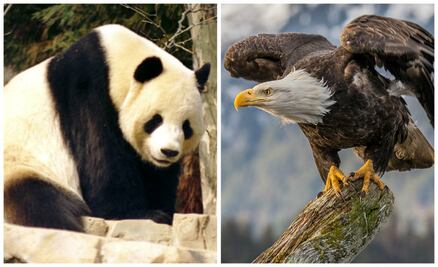 10 especies animales que se salvaron de la extinción