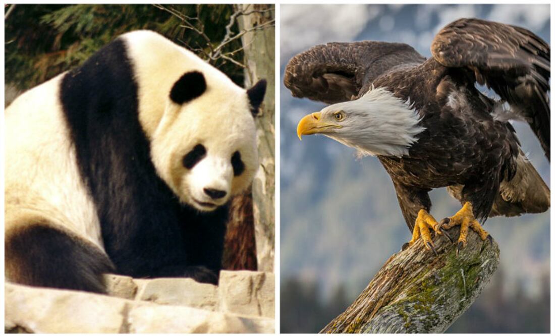 Foto: Jeff Kubina/Andy Morffew/Wikicommons