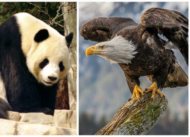 10 especies animales que se salvaron de la extinción