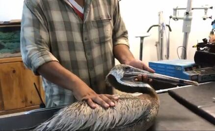 Pelícanos caen del cielo debido al intenso calor