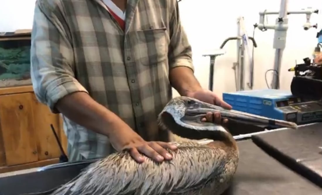 Foto: Bosque y Zoológico de la Ciudad de Mexicali