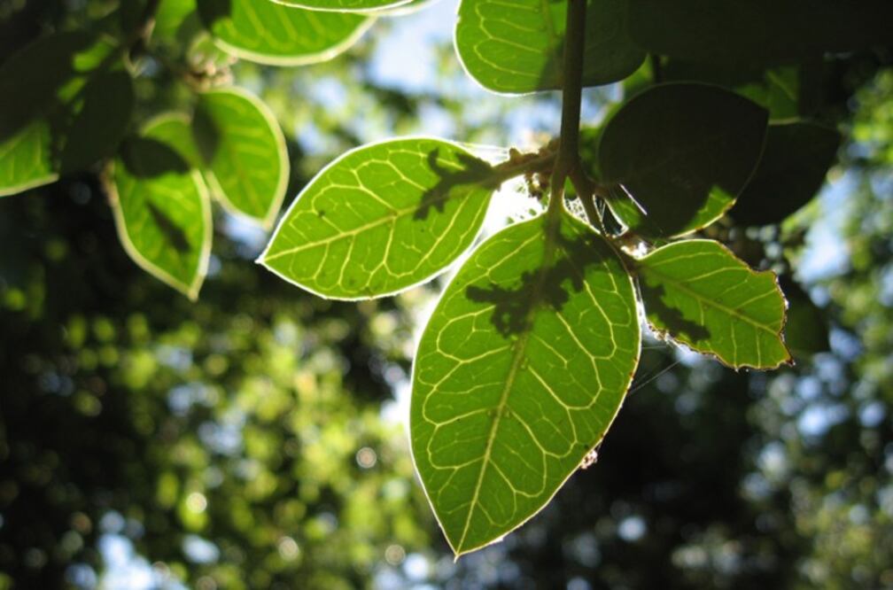 Sus aceites escenciales desprenden un aroma que los mosquitos detestan. Puedes emplearla en parches, pulseras, velas o varillas. (Foto: De pabloendemico/Flickr/Wikicommons)