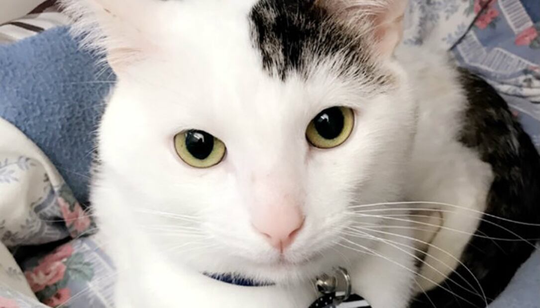 5 casos de maltrato y crueldad animal que SÍ fueron castigados