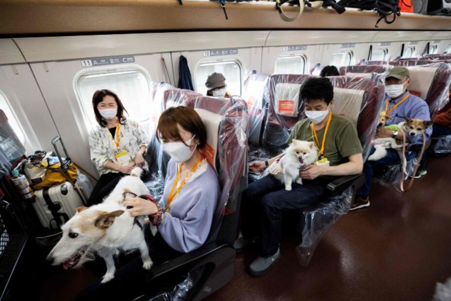 Destinan vagón de tren bala en Japón para que perritos viajen sin jaulas