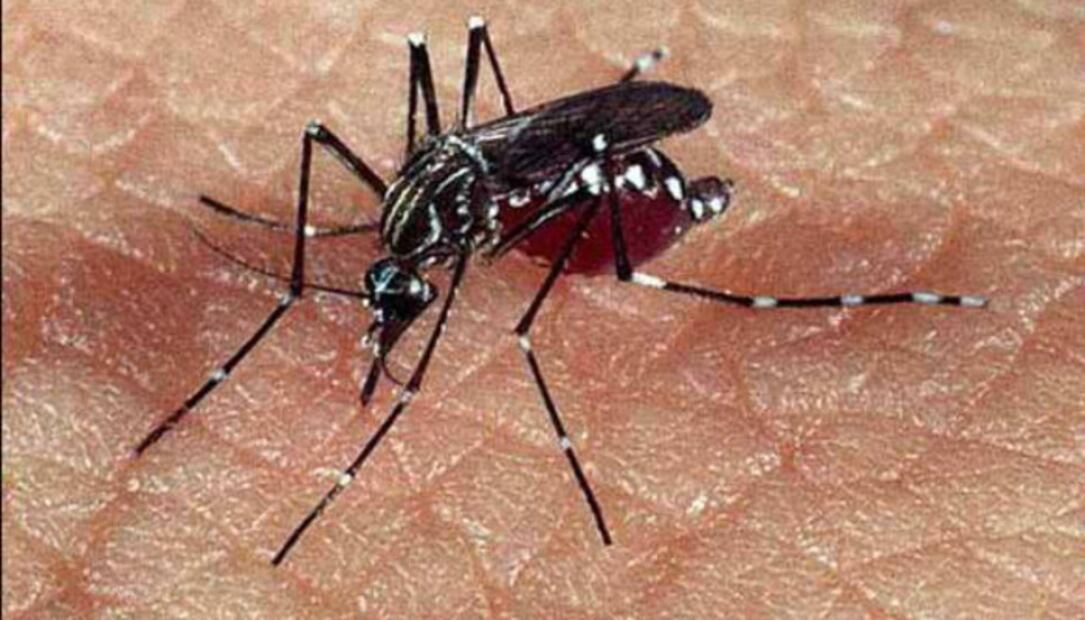 El coronavirus y los 10 virus más peligrosos para la humanidad