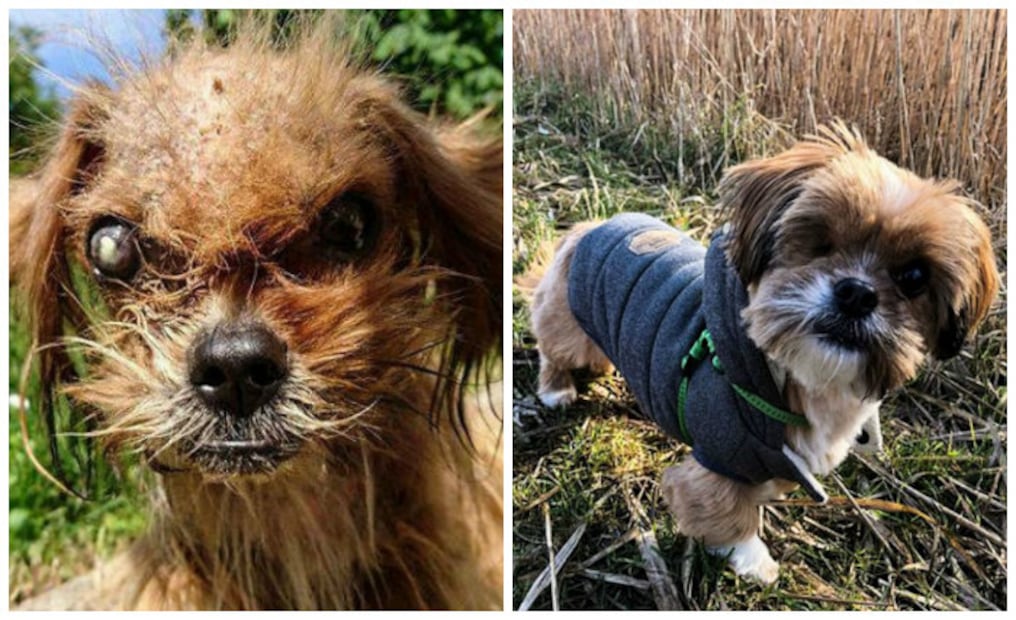 10 historias extremas de perros adoptados que sólo querían amor