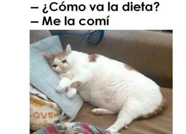 Más de 10 memes muy felinos para reír en el #DíaDelGato