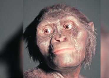 Lucy, el hallazgo de un humanoide que explicó nuestra evolución