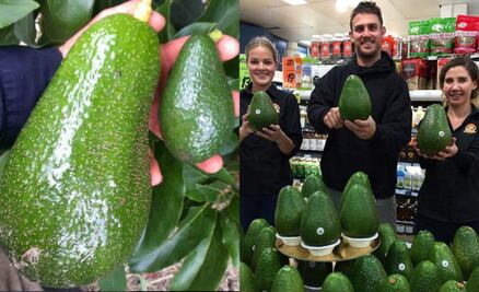 “Avozilla”, un monstruoso y delicioso aguacate de casi ¡2 kilos!