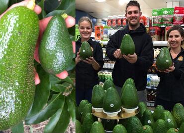“Avozilla”, un monstruoso y delicioso aguacate de casi ¡2 kilos!
