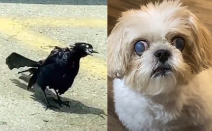 5 animales “zombies” muy siniestros que se hicieron virales