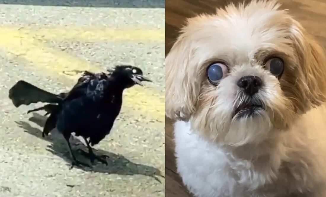 Foto: Twitter @Unexplained / YouTube Videlo