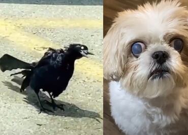 5 animales “zombies” muy siniestros que se hicieron virales