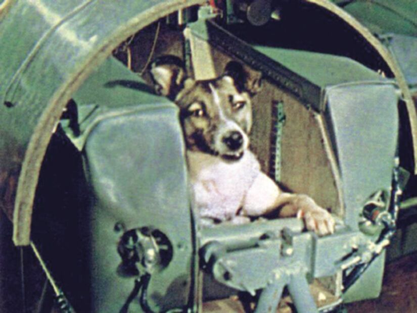 Laika, la terrible historia del primer perro cosmonauta 
