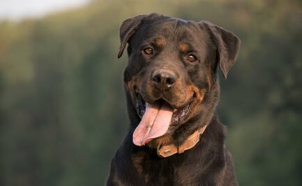Perro “secuestra” tienda por una hora y muerde a “rehén”