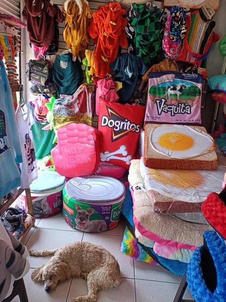Para ayudar a perritos enfermos, refugio vende camas ¡con forma de comida!