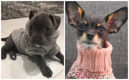 10 suéteres de perros tan lindos que te van a dar ganas de tejer