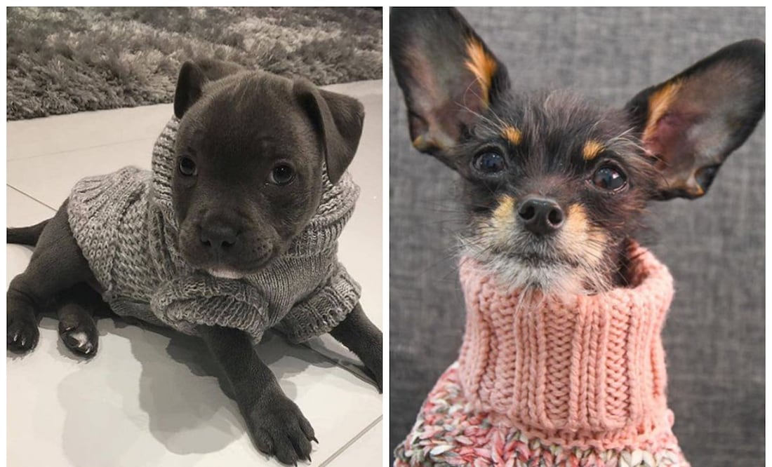 Fotos: Instagram @mrdog_s / @lapequenaramona